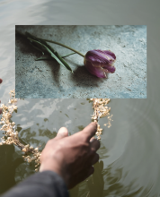 Flower on lake 